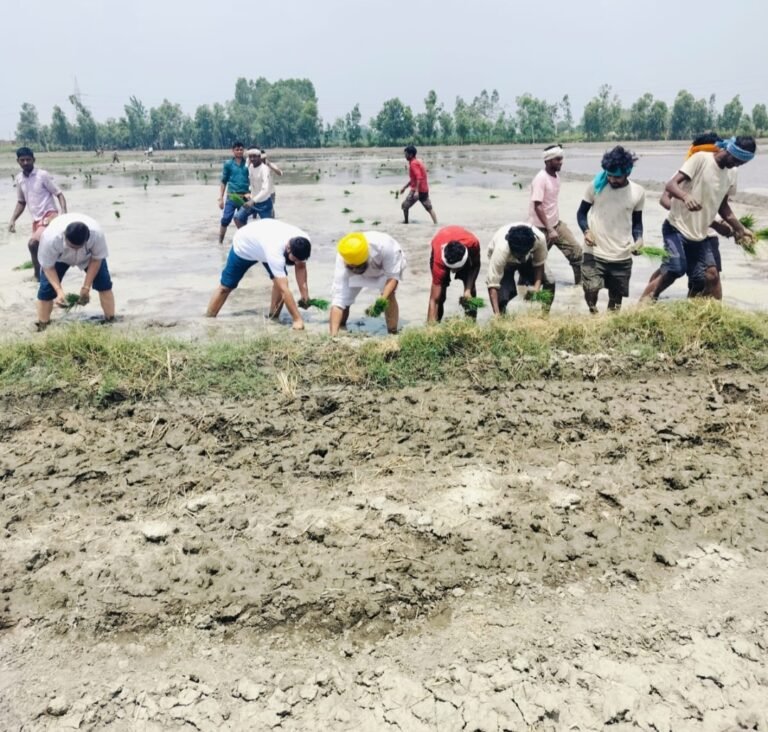 रुद्रपुर मुख्य कृषि अधिकारी ने किसानों संग की धान की रोपाई, खेती के प्रति किया प्रोत्साहित